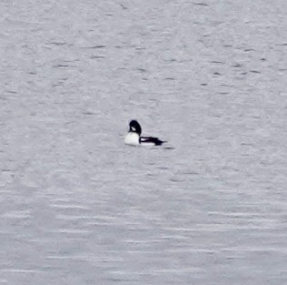 Barrow's Goldeneye - ML614320802