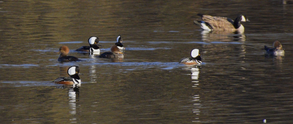 Hooded Merganser - ML614320813