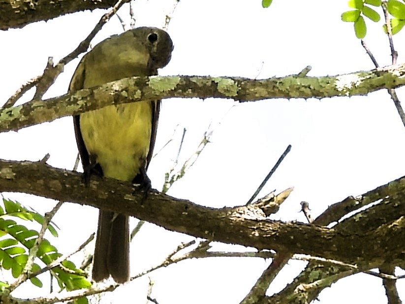 Tropical Kingbird - ML614320816