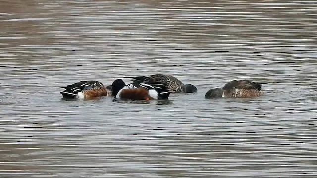 Халбага нугас - ML614320995