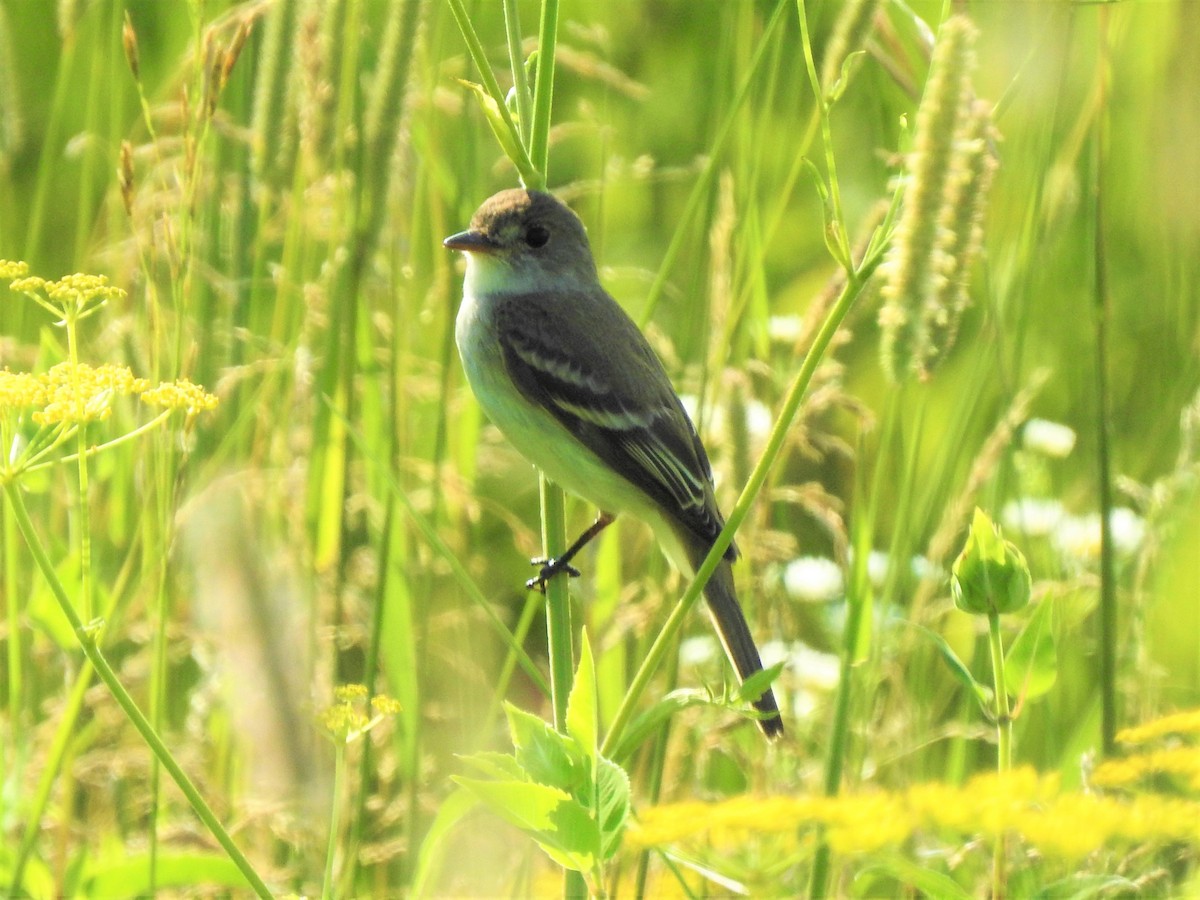 Willow Flycatcher - ML614320999