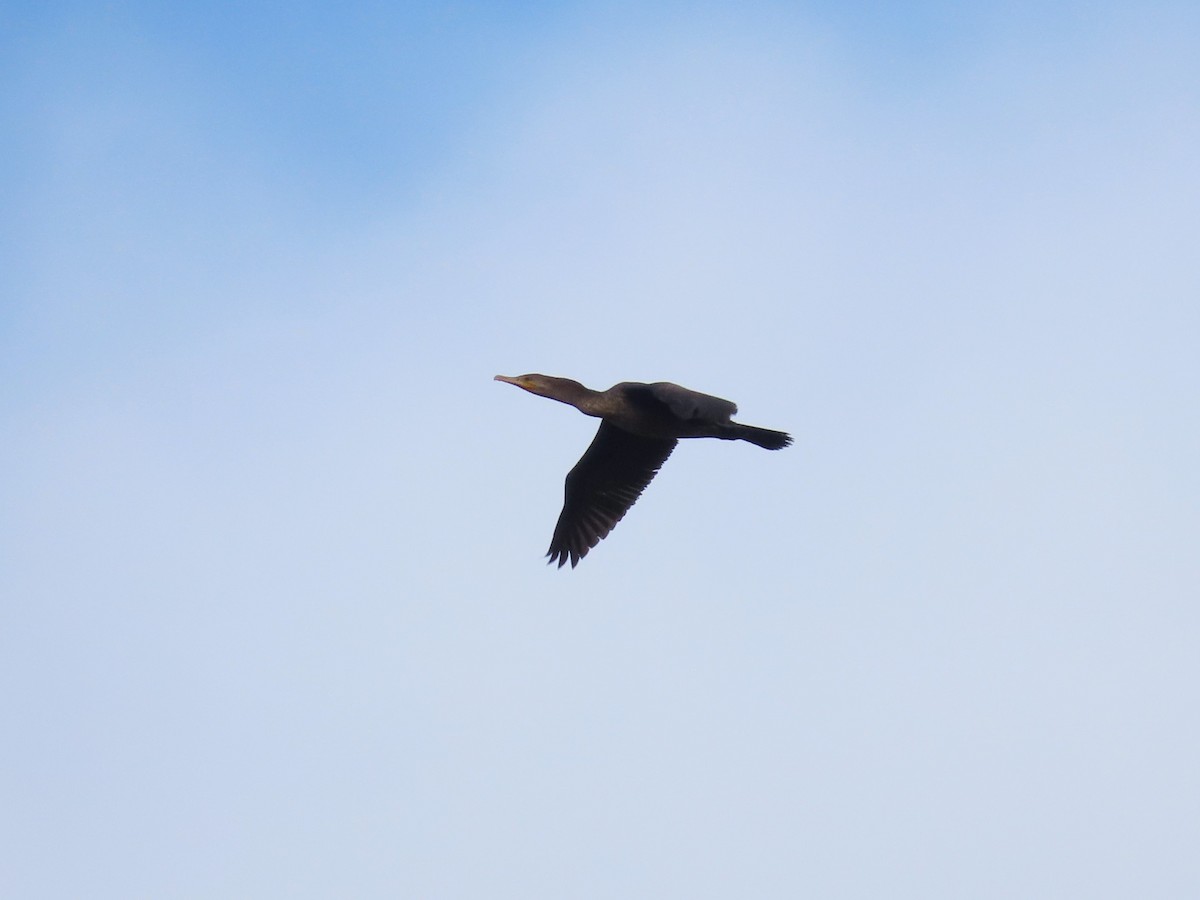 Double-crested Cormorant - ML614321008