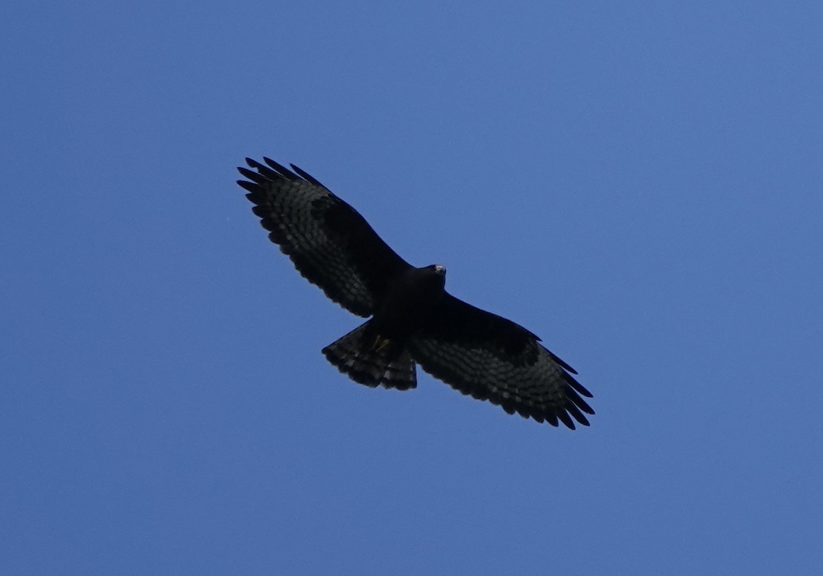 Short-tailed Hawk - ML614321036