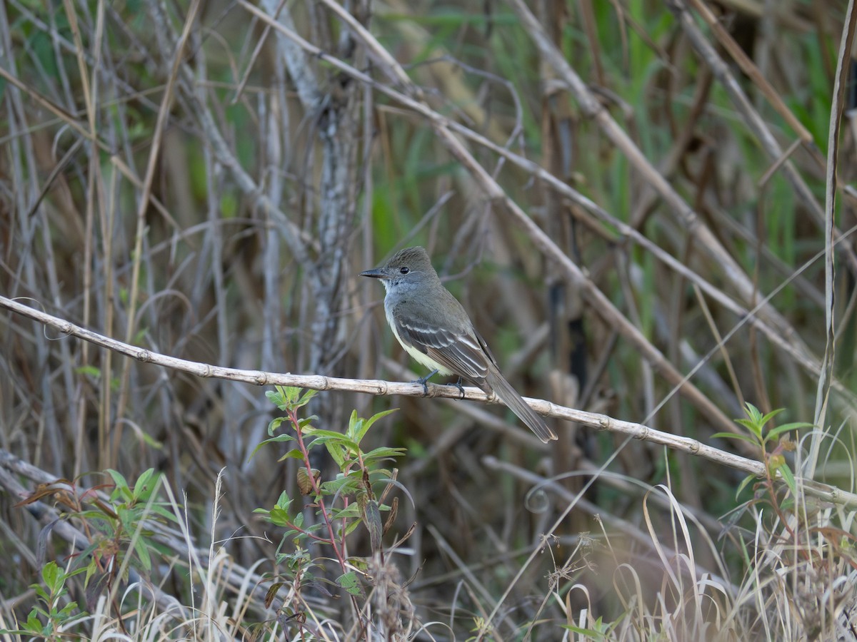 Brown-crested Flycatcher - ML614321048