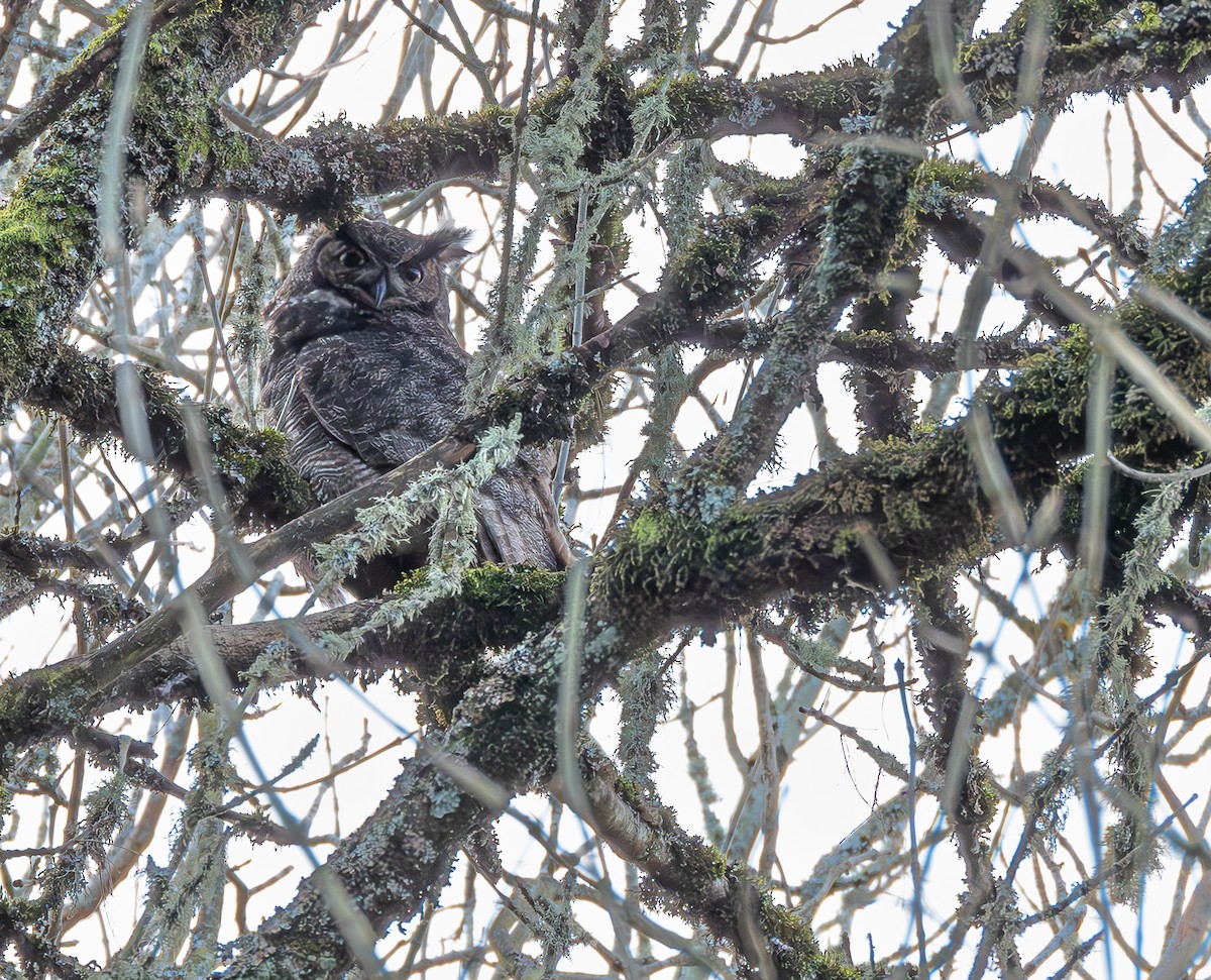 Great Horned Owl - ML614321186