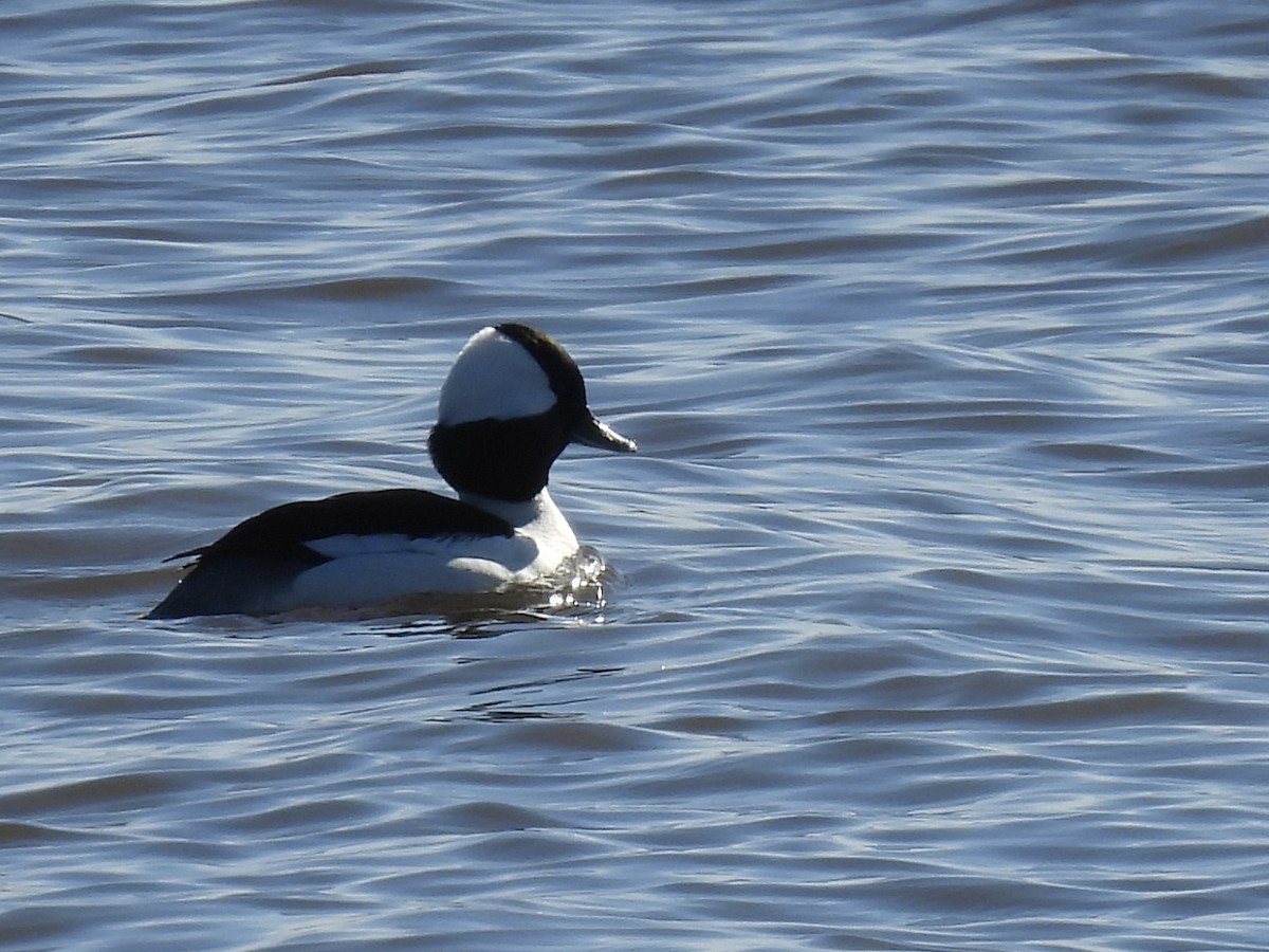 Bufflehead - ML614321223