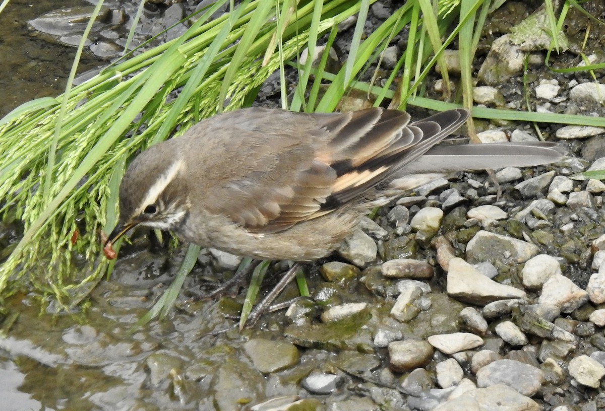 Buff-winged Cinclodes - ML614321484