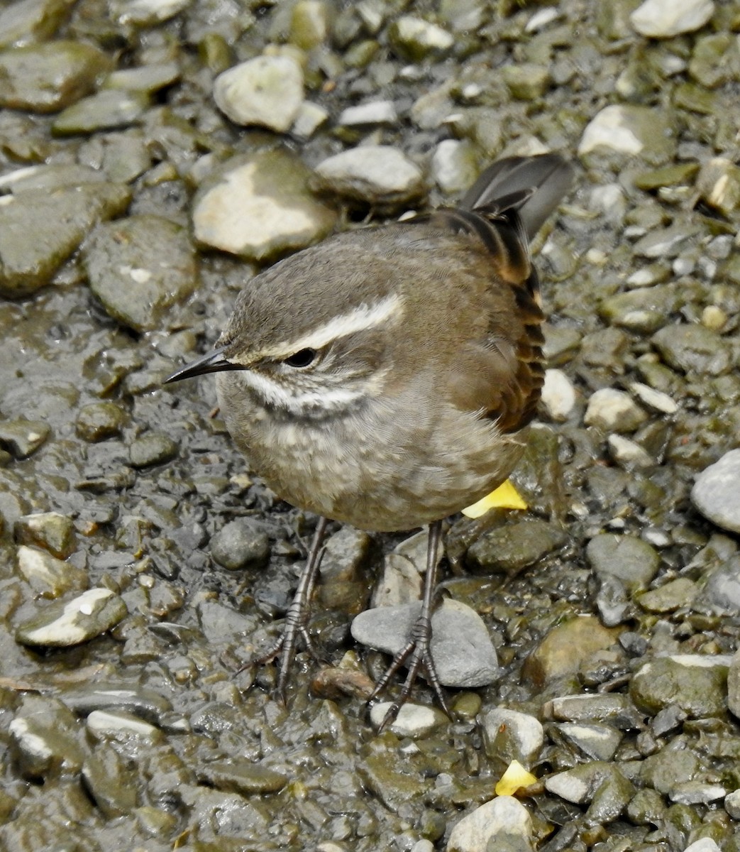 Buff-winged Cinclodes - ML614321485