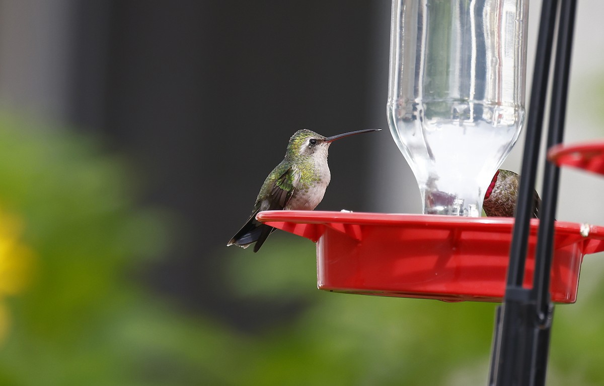 Broad-billed Hummingbird - ML614321530
