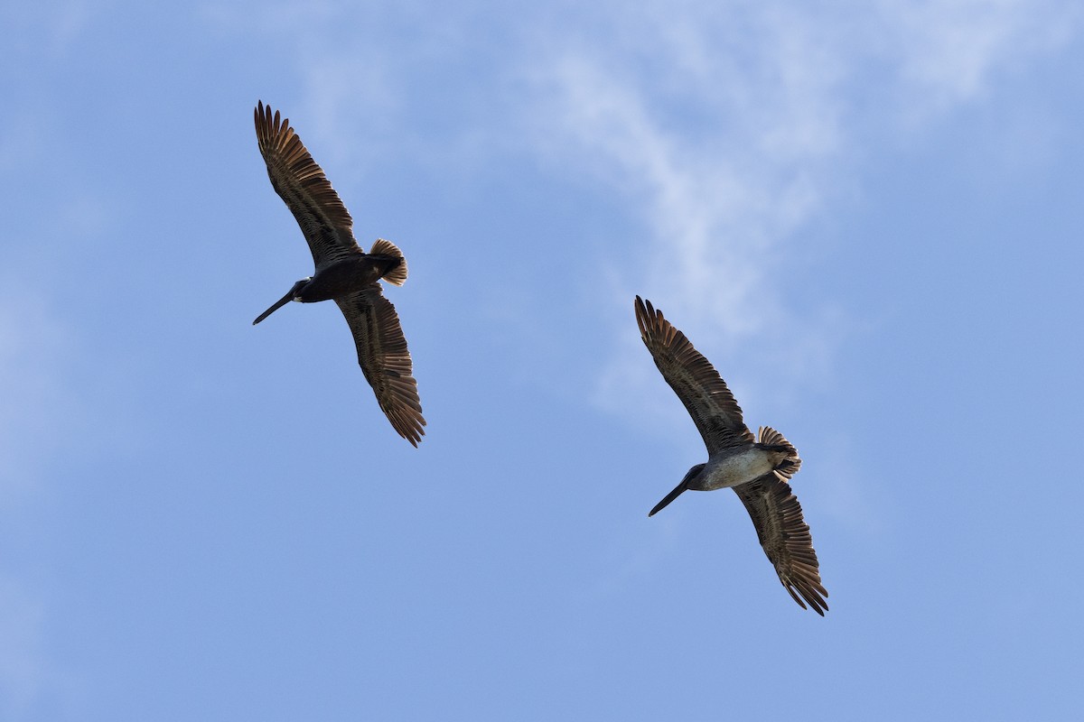 Brown Pelican - ML614321578