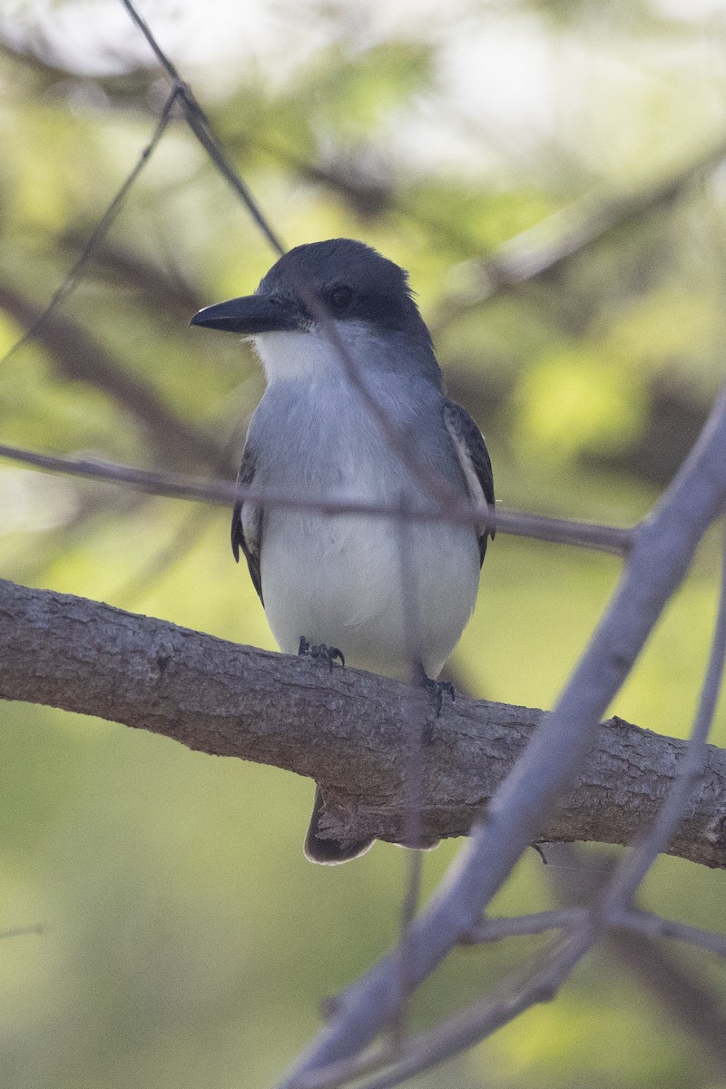 Gray Kingbird - ML614321597