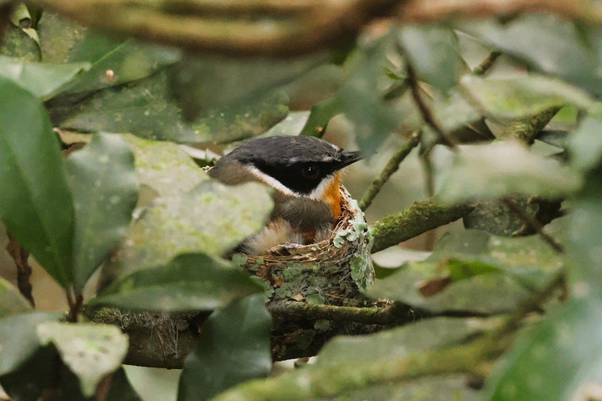 Cape Batis (Gray-mantled) - ML614321624