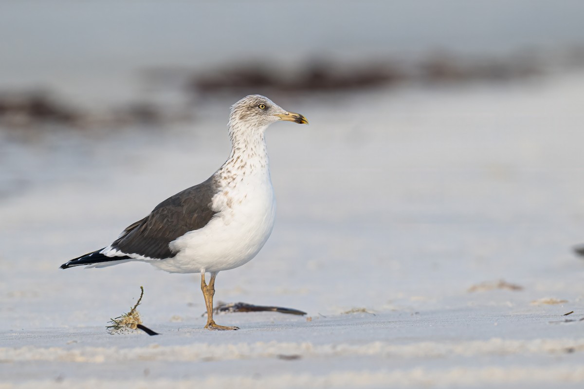 Lesser Black-backed Gull - ML614321652