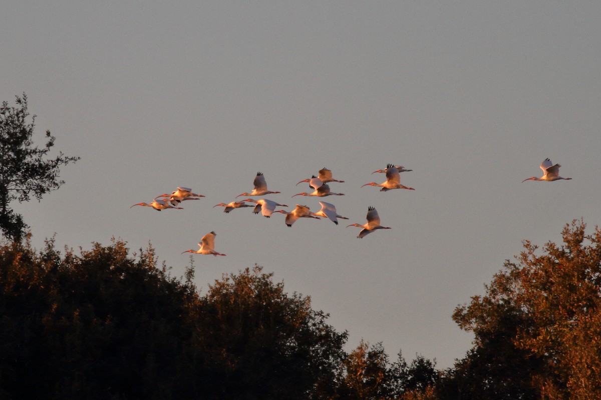 White Ibis - ML614321688