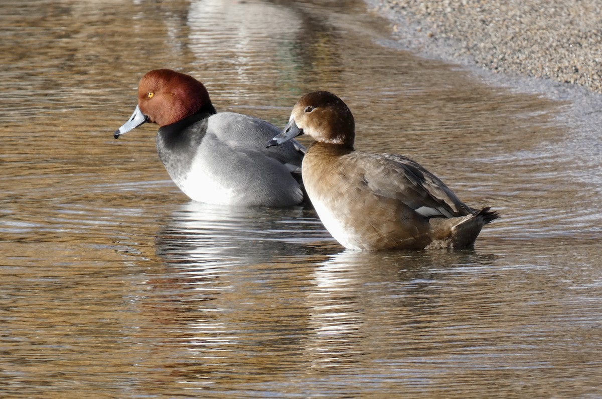 Redhead - ML614321689