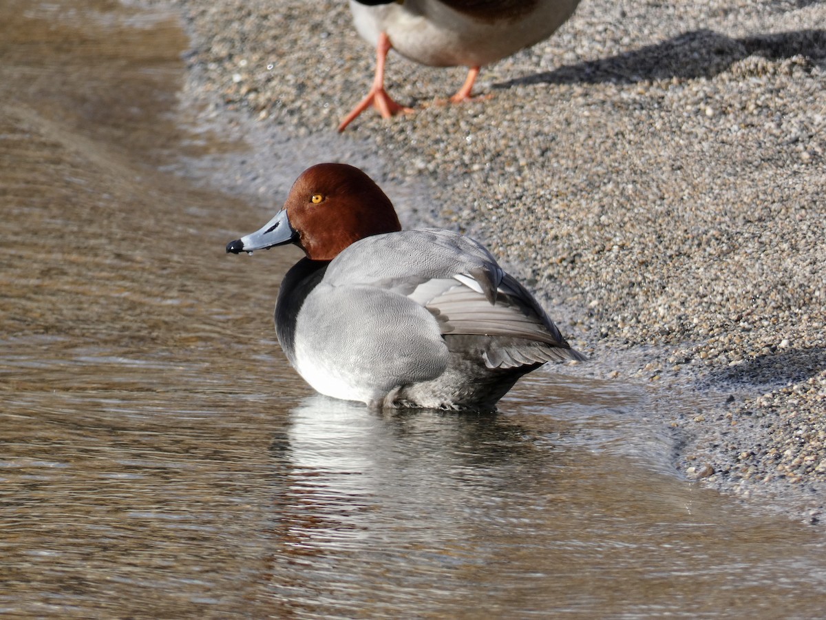 Redhead - ML614321691