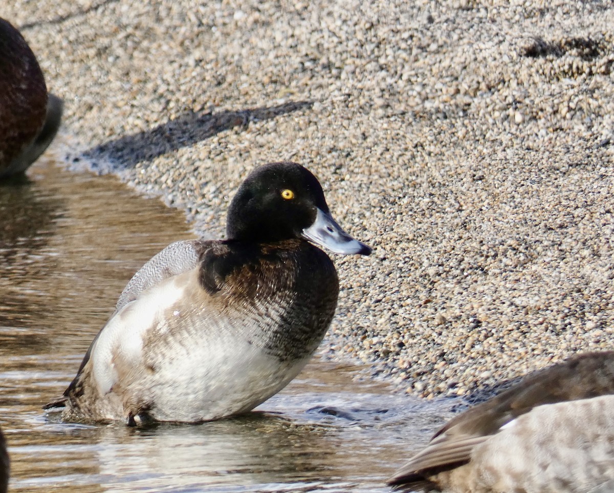 Greater Scaup - ML614321710