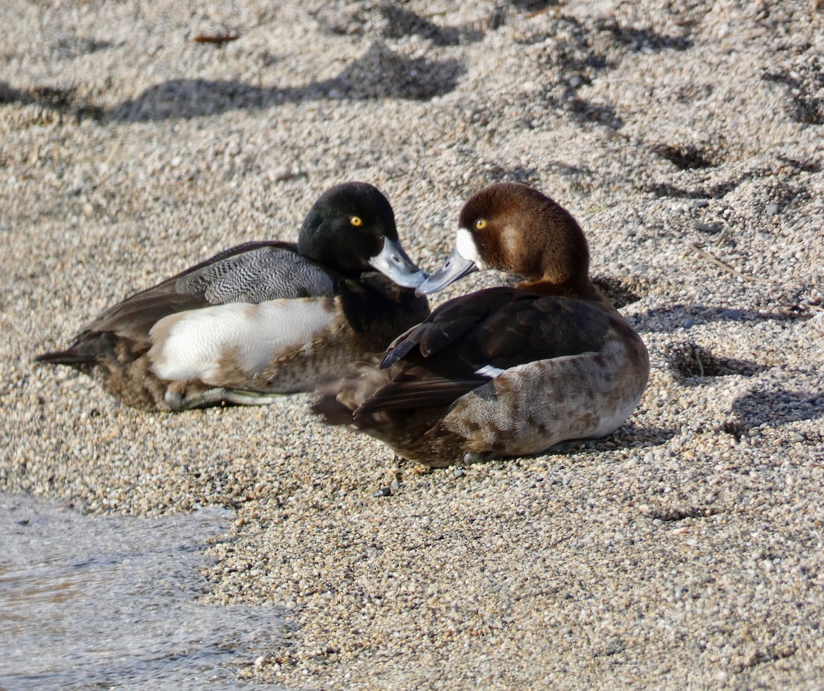 Greater Scaup - ML614321712