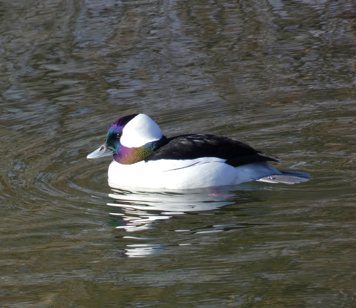 Bufflehead - ML614321724