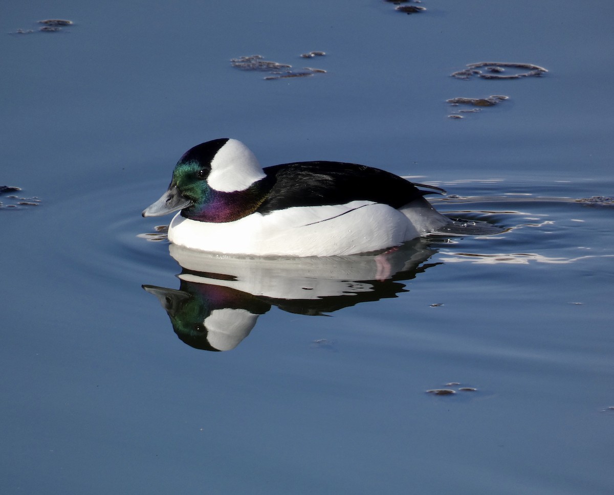 Bufflehead - ML614321725