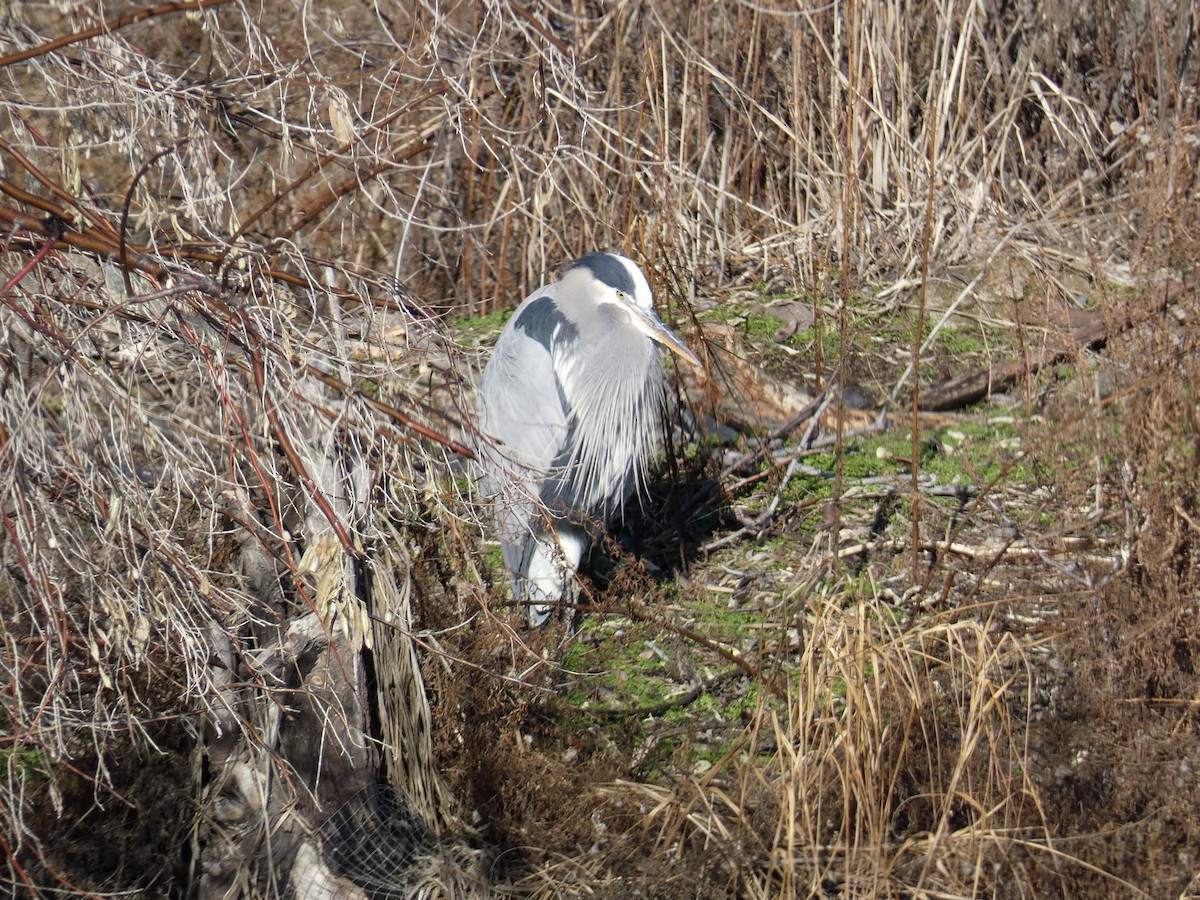 Great Blue Heron - ML614321745