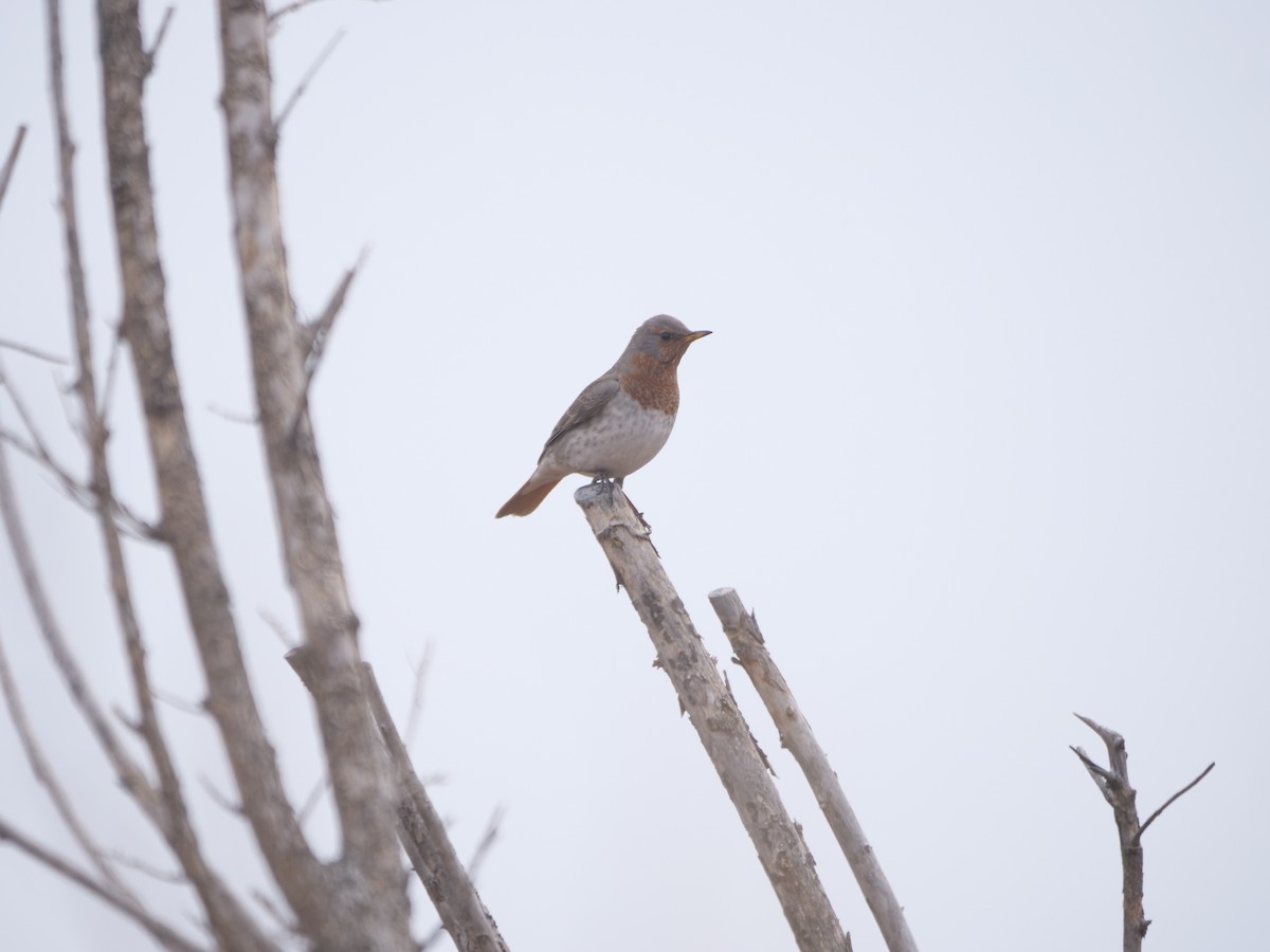 Red-throated Thrush - ML614321758