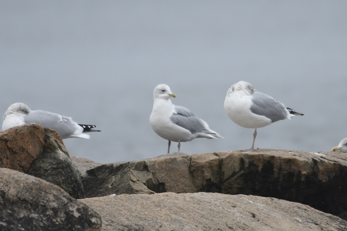 Gaviota Groenlandesa (kumlieni) - ML614321761