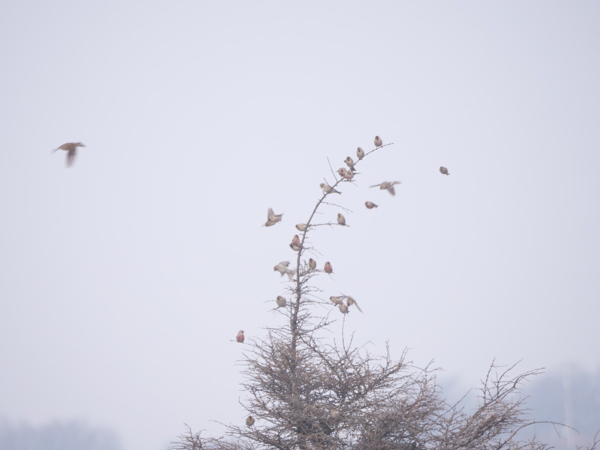 Common Redpoll - ML614321796