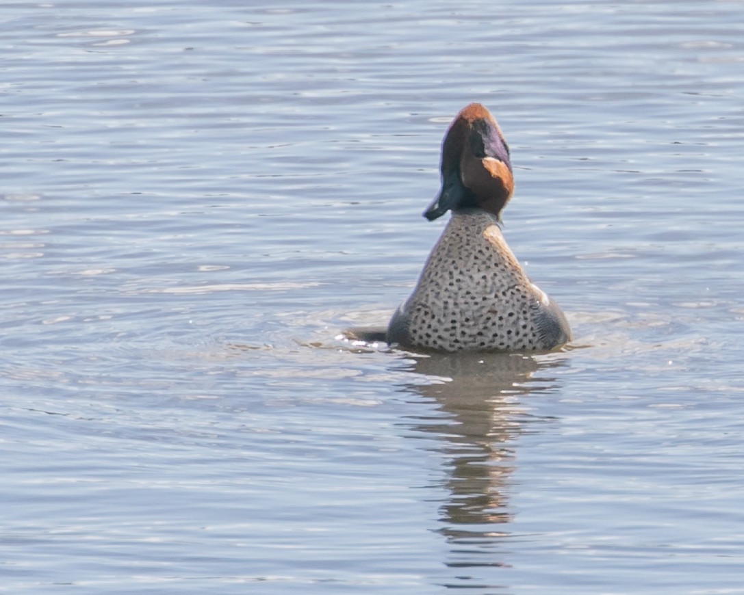 Green-winged Teal - ML614321803