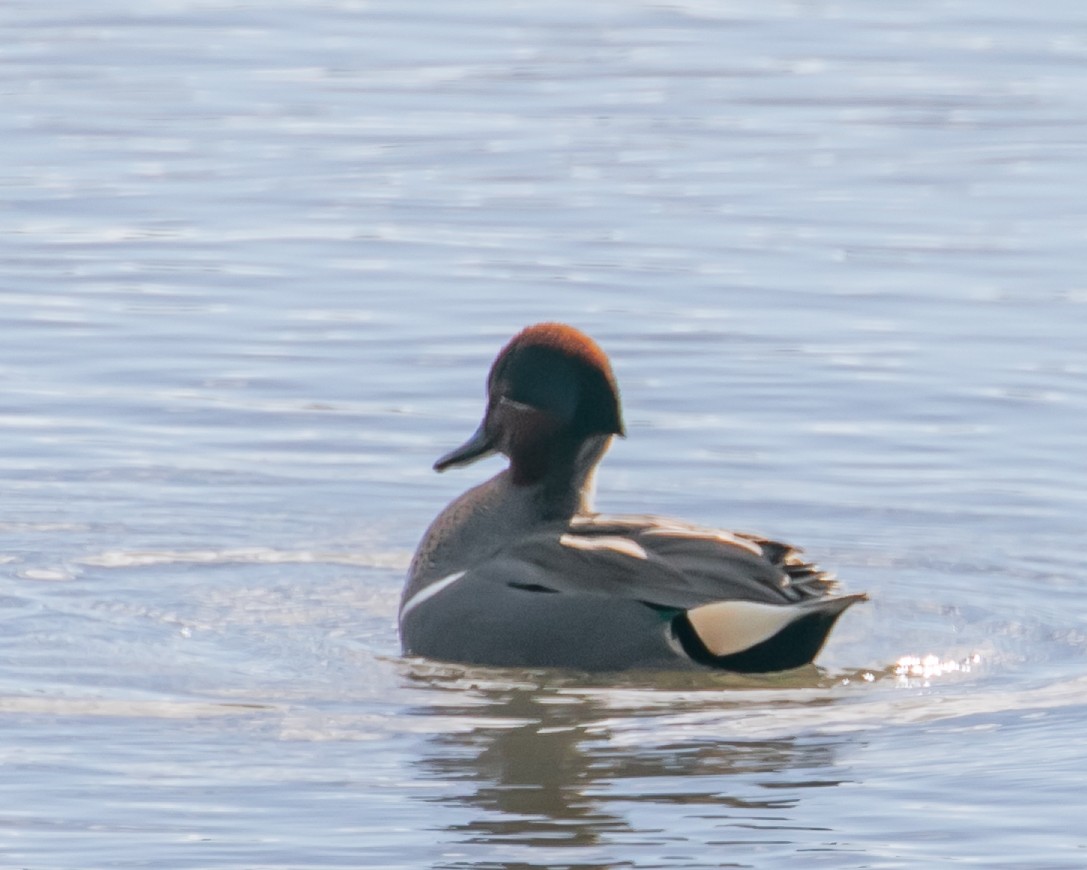 Green-winged Teal - ML614321804