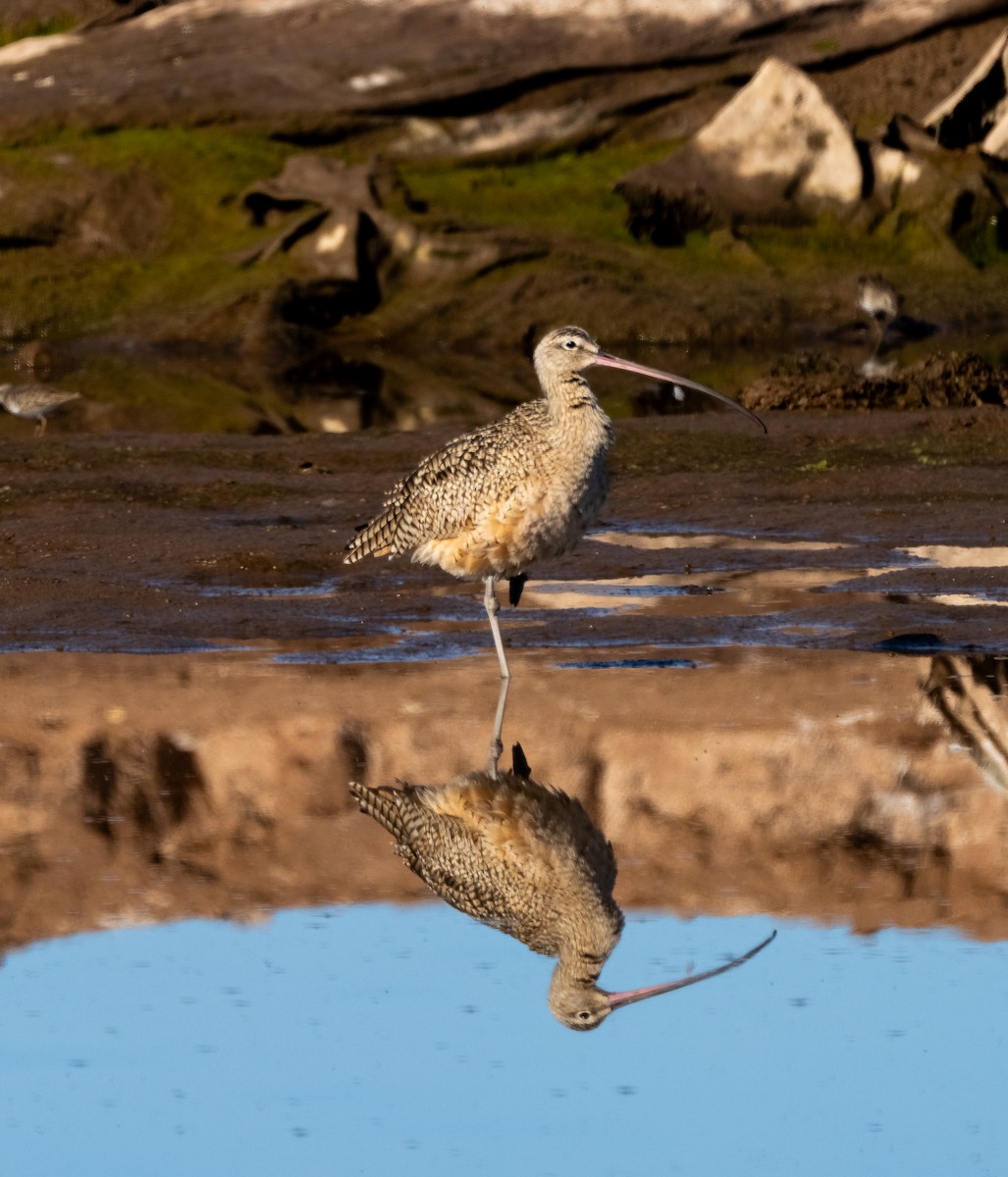 Long-billed Curlew - ML614321809