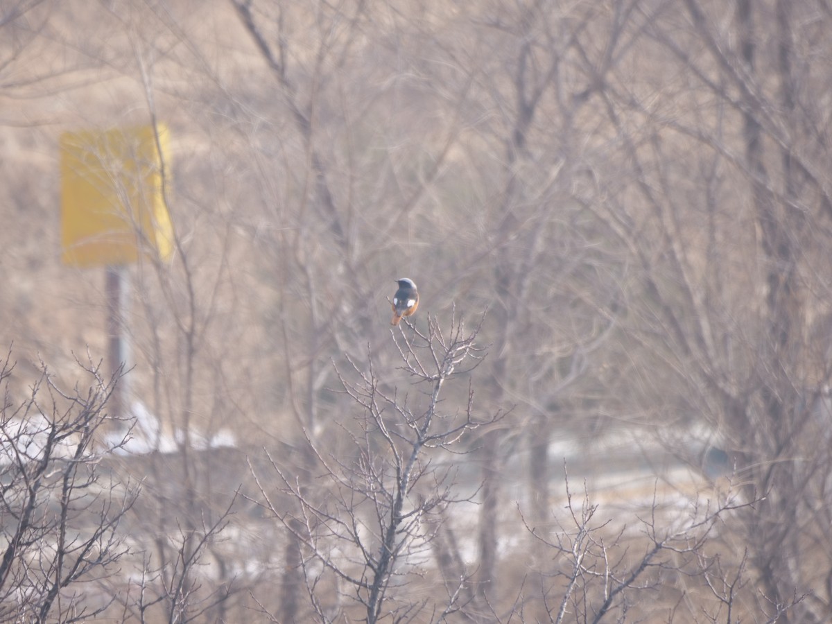 White-winged Redstart - ML614321814