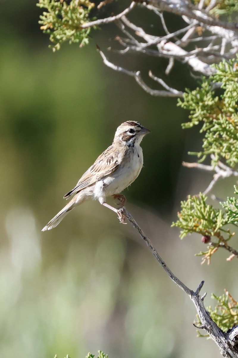 Lark Sparrow - Edith Auchter