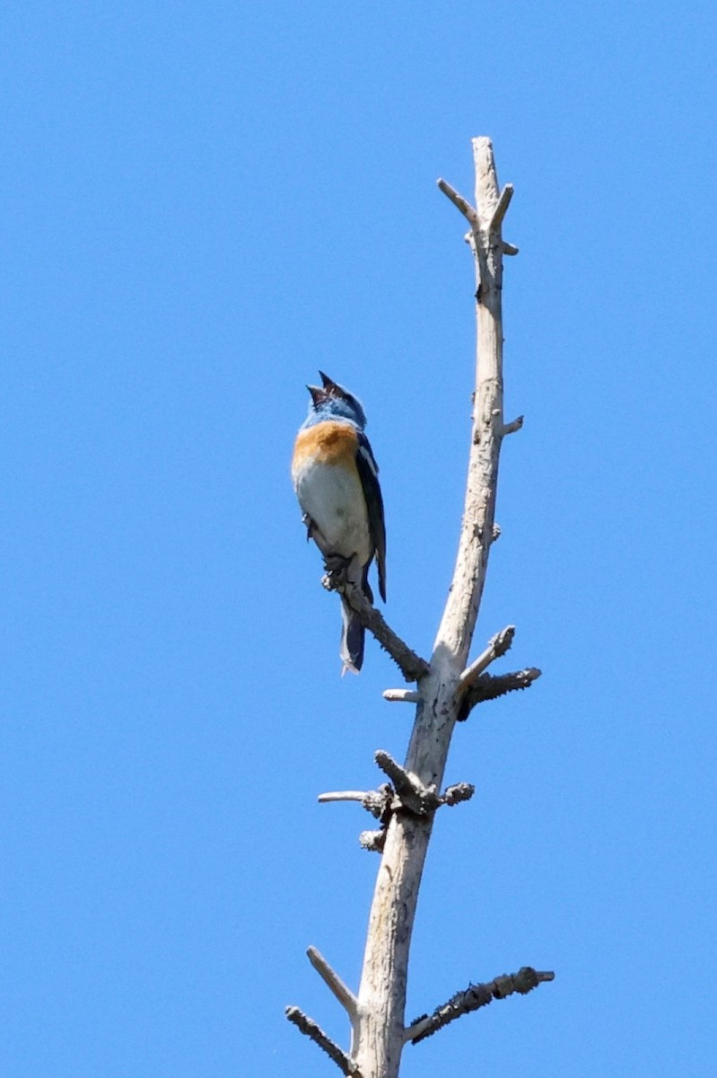 Lazuli Bunting - Edith Auchter