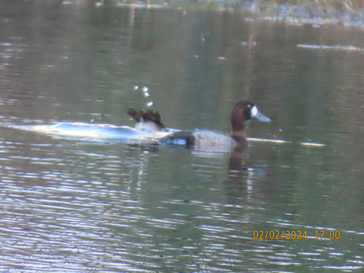 Greater Scaup - Elizabeth Anderegg