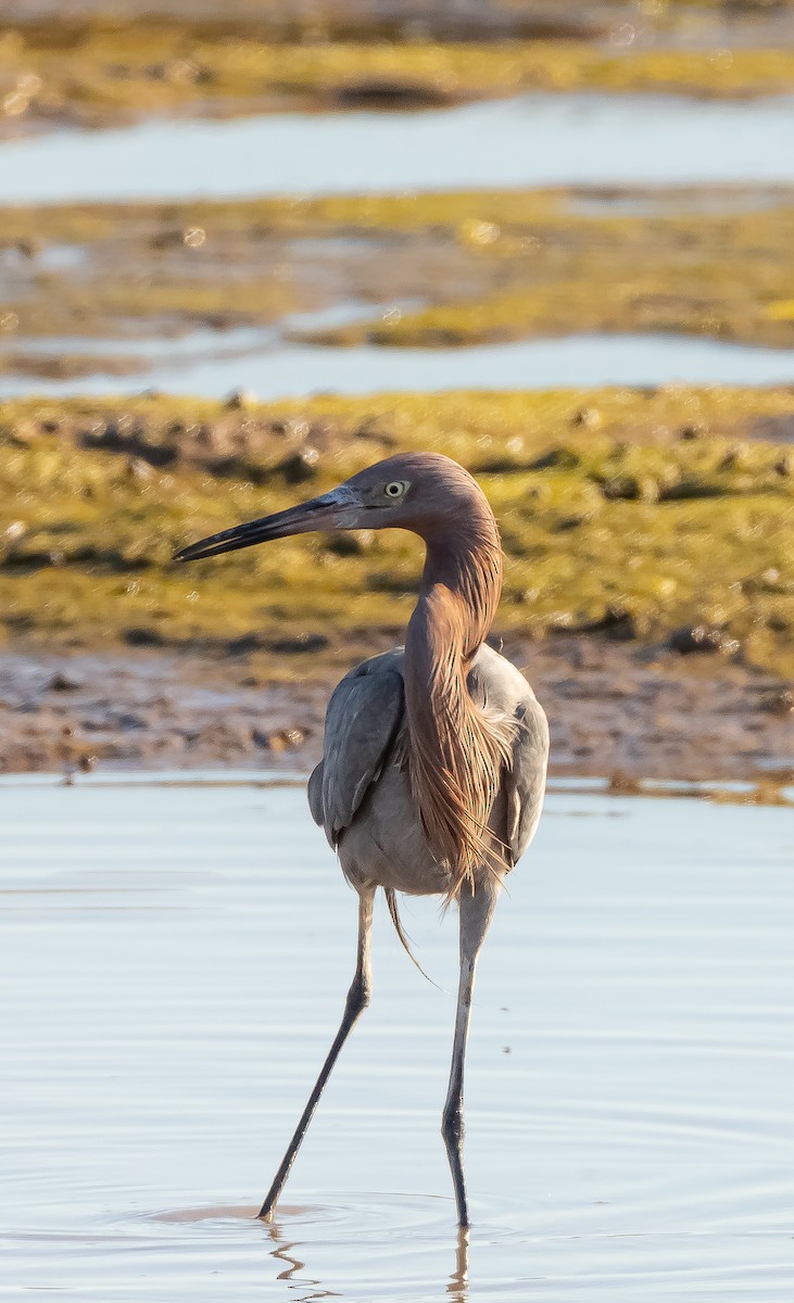 Reddish Egret - ML614322000