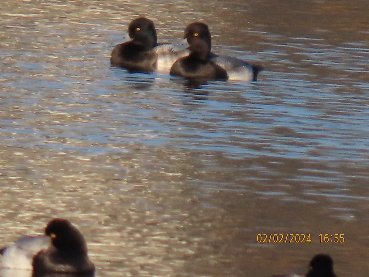 Lesser Scaup - ML614322003