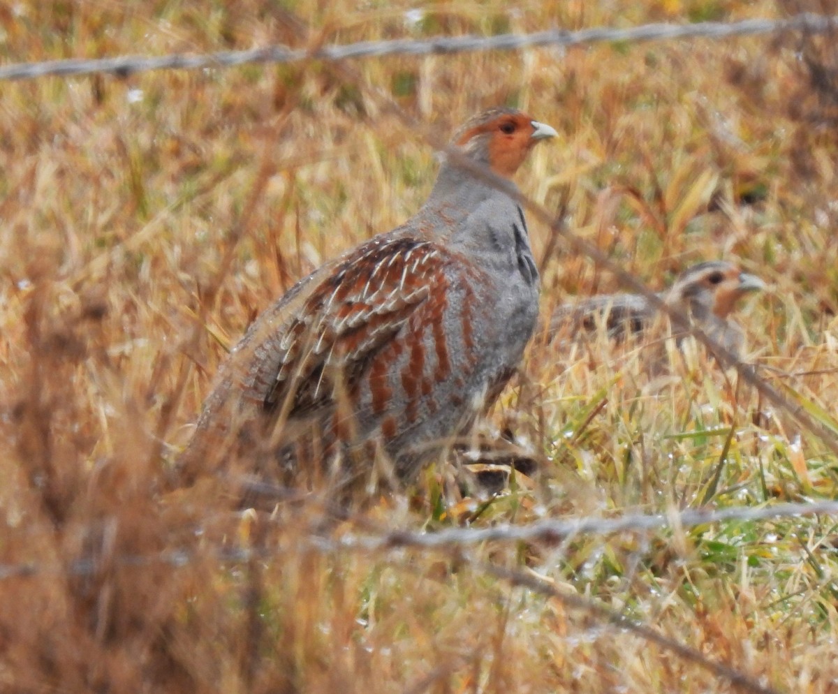 Gray Partridge - ML614322118