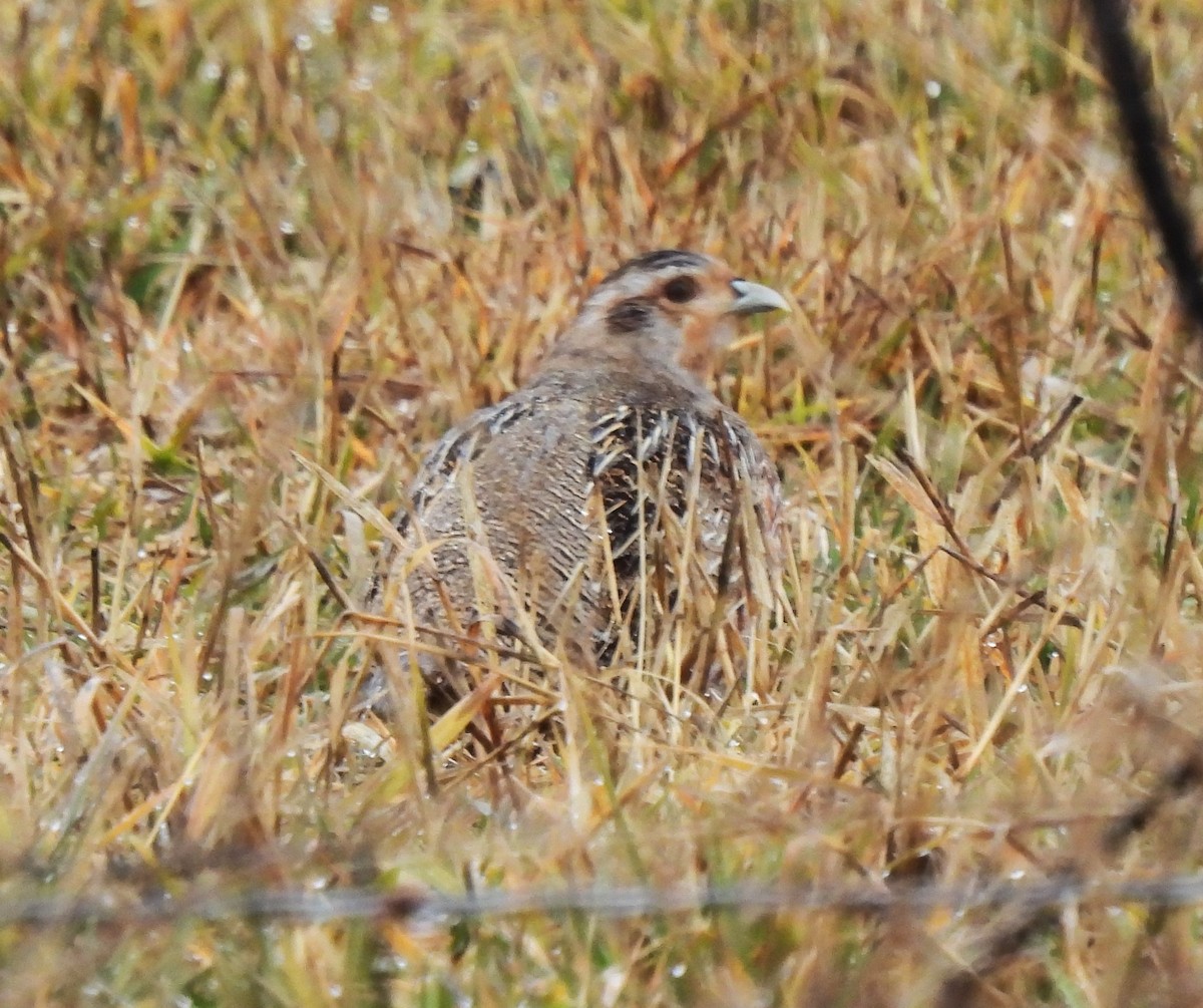 Gray Partridge - ML614322119