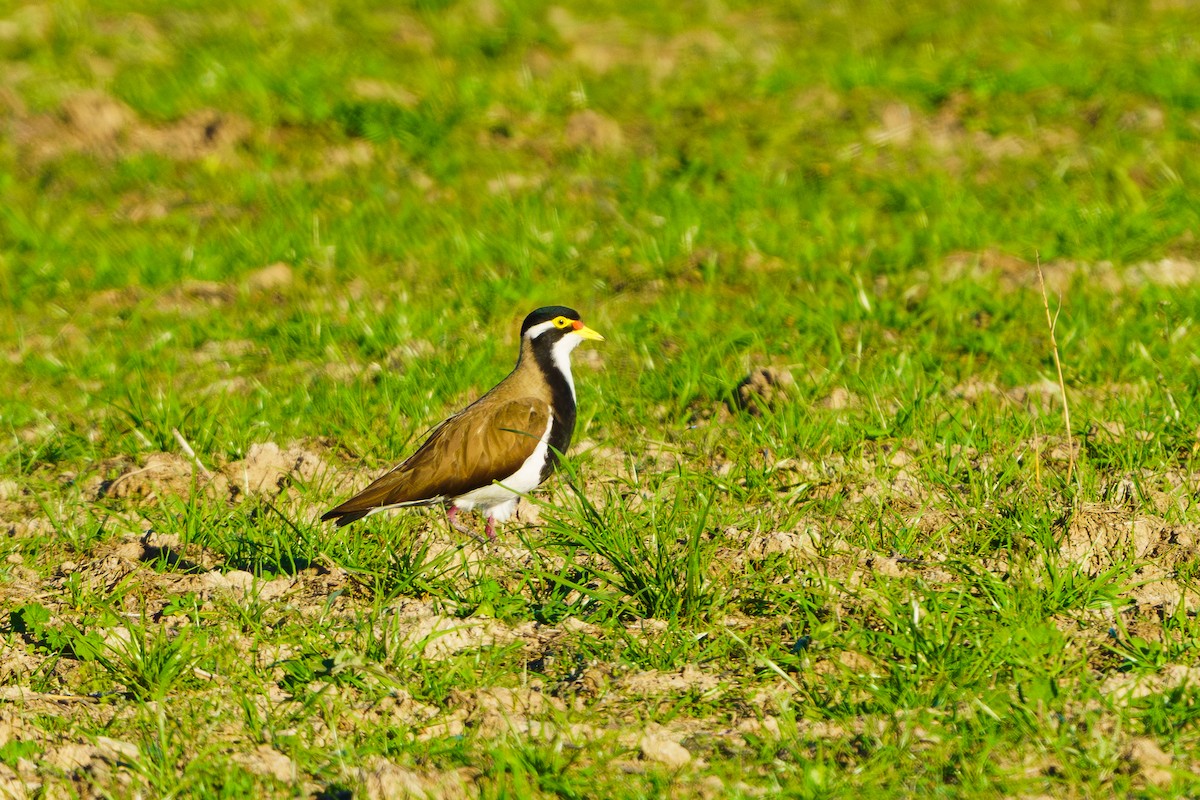 Banded Lapwing - ML614322127