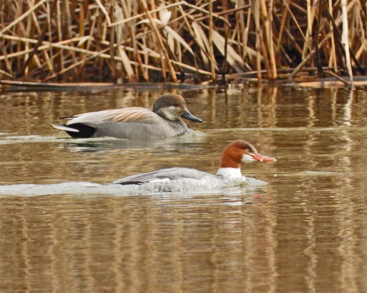 Common Merganser - ML614322132