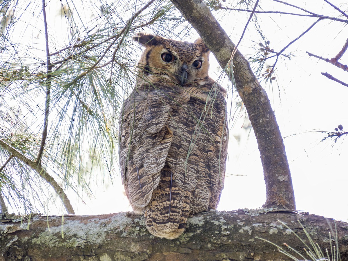 Great Horned Owl - ML614322255