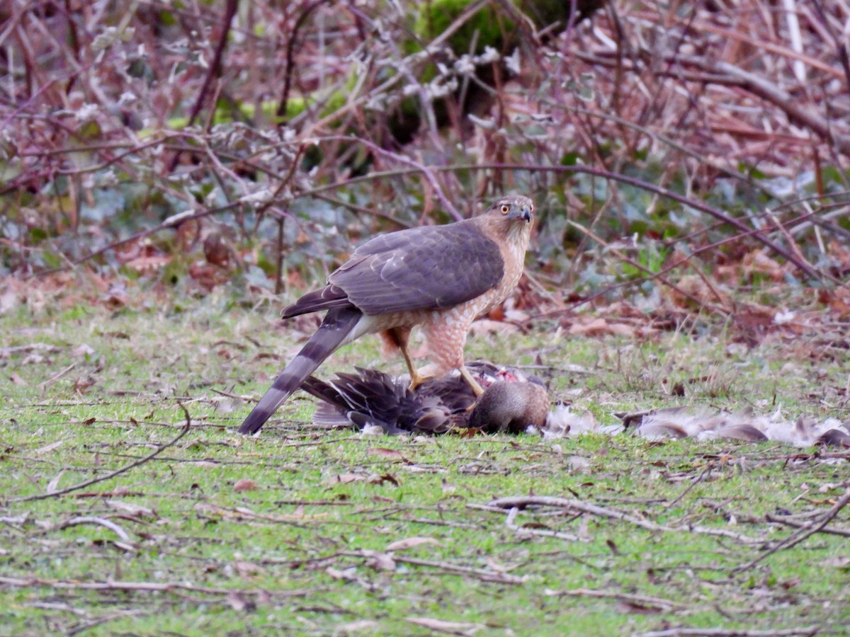 Cooper's Hawk - ML614322305