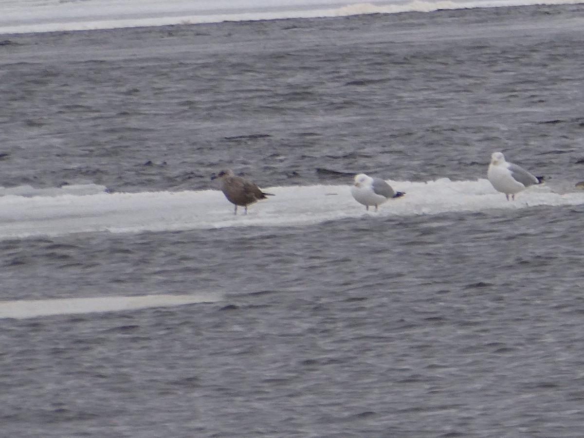 Herring Gull - ML614322320