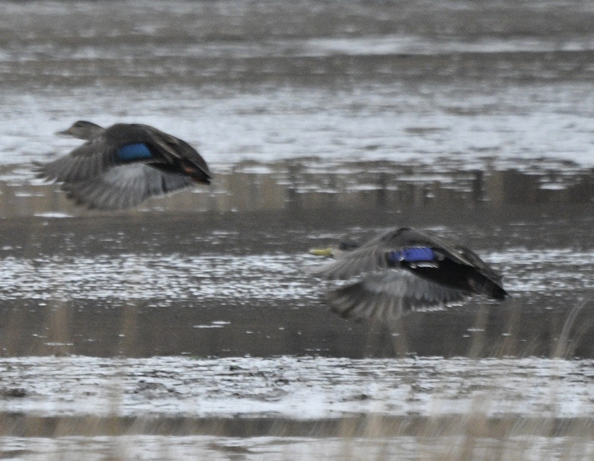 American Black Duck - ML614322369