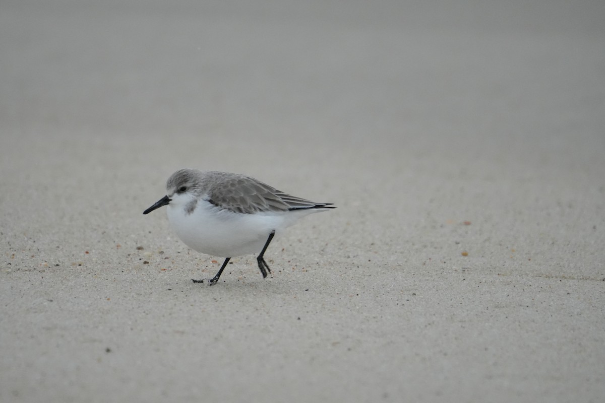 Sanderling - Sophia Aebisher