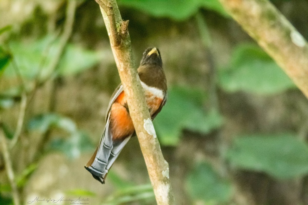 Collared Trogon - ML614322384