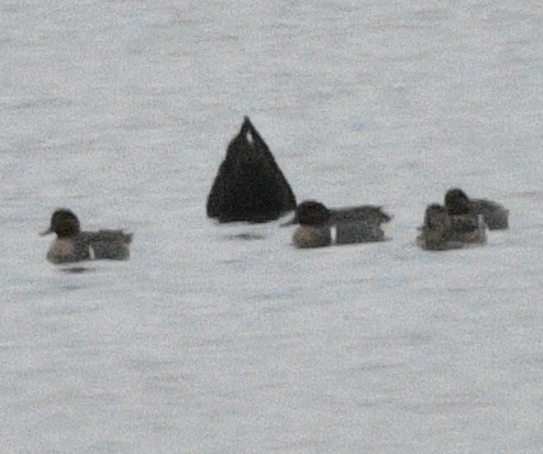 Green-winged Teal - ML614322400