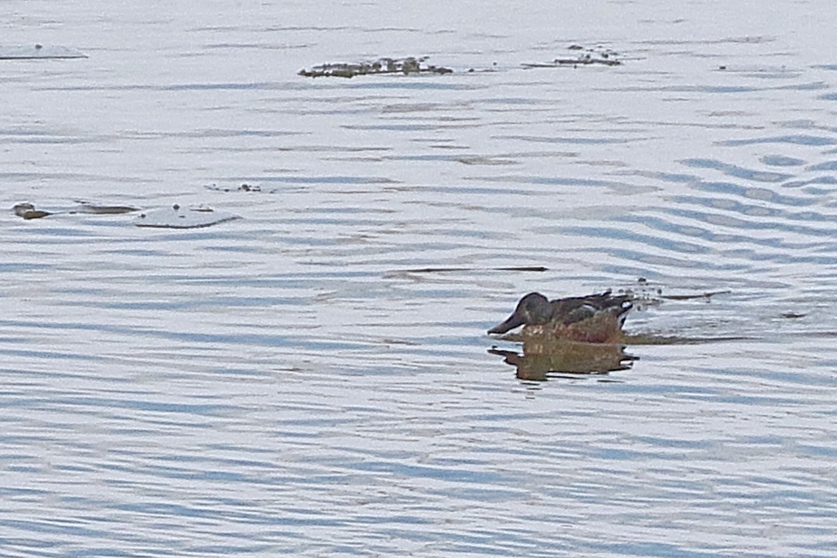 Northern Shoveler - Kathi Hoffman