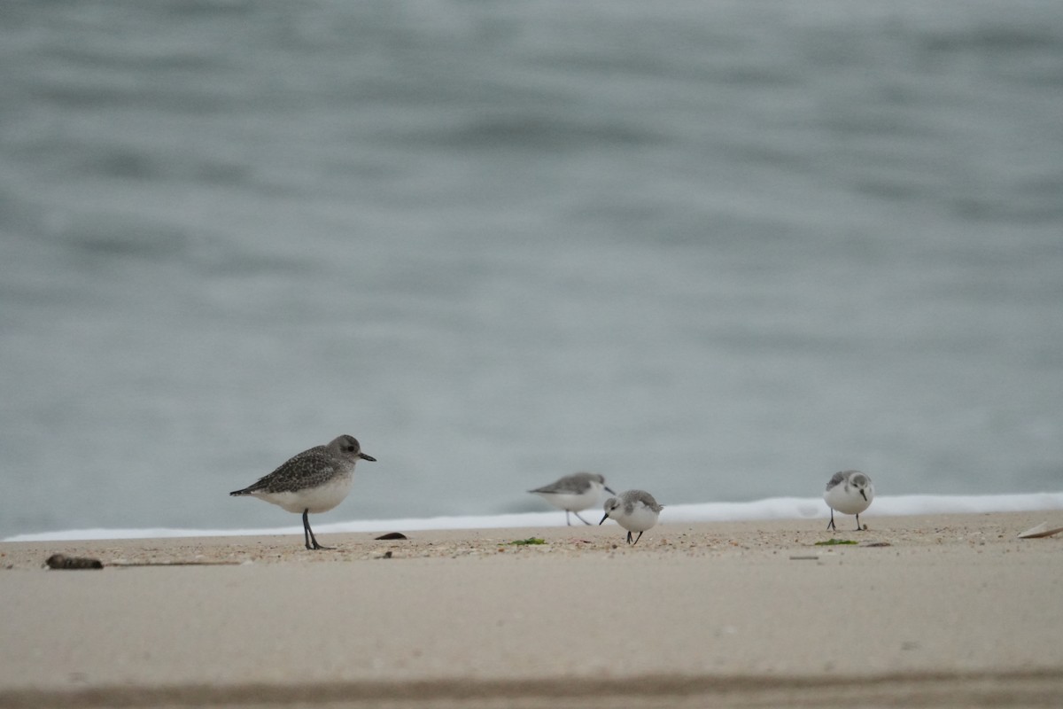 Black-bellied Plover - ML614322446